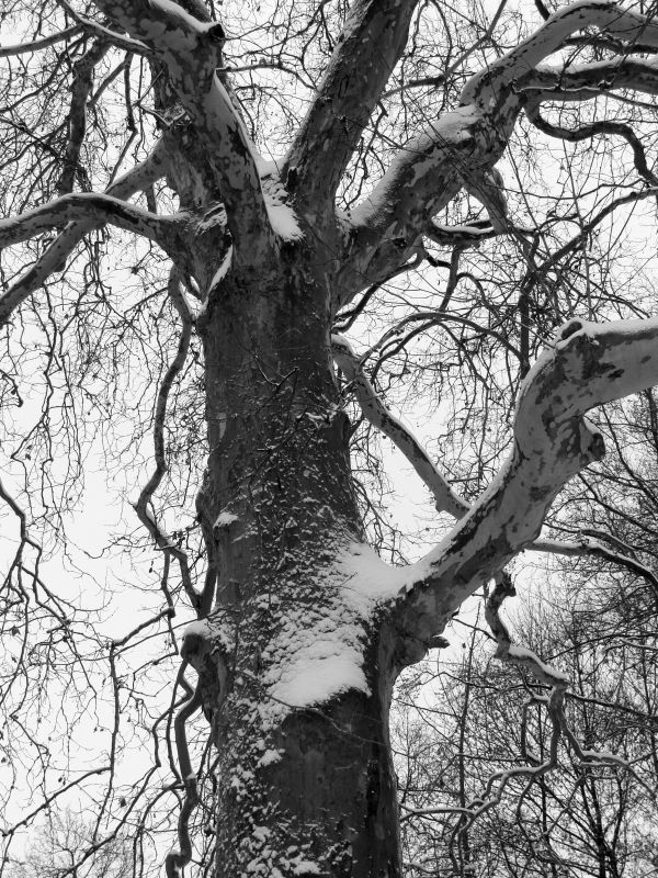 trunk in winter
